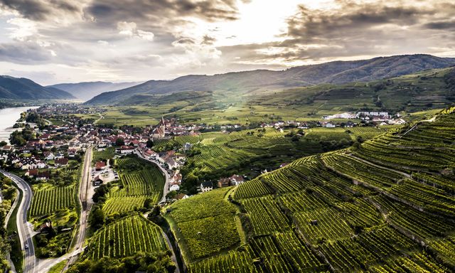 Wein